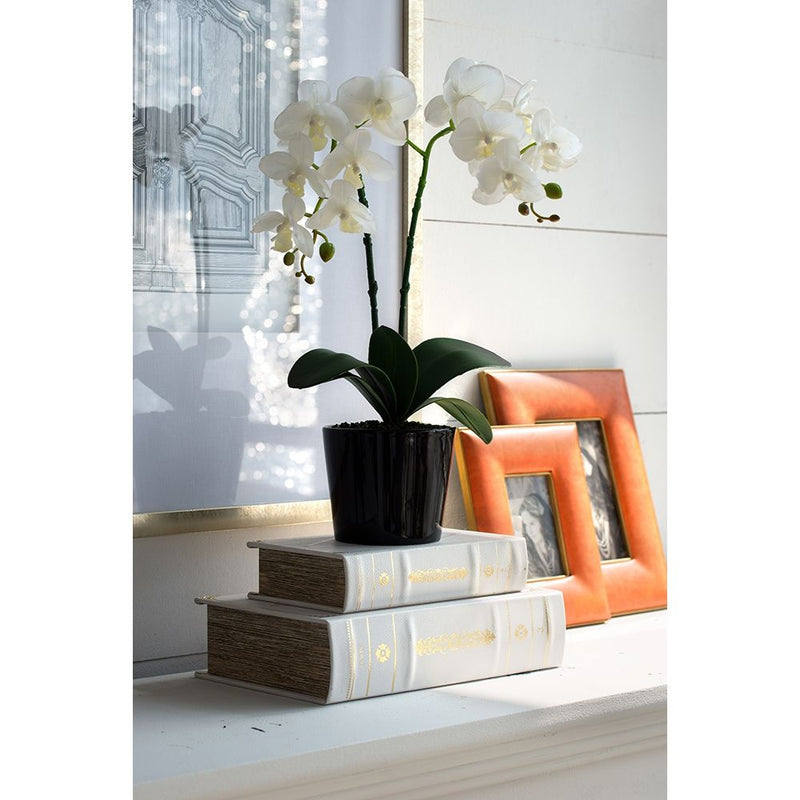 Book Boxes (Set of 2) - White / Gold