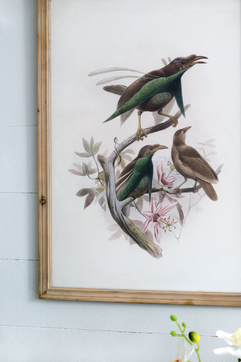 Bird Framed Print (Set of 2) - Multicolor